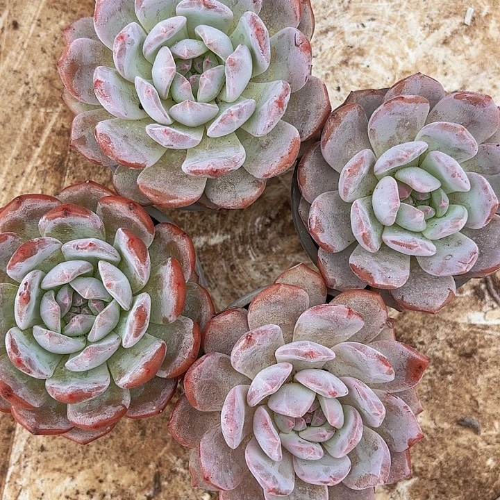 橙梦露90杯两颗……