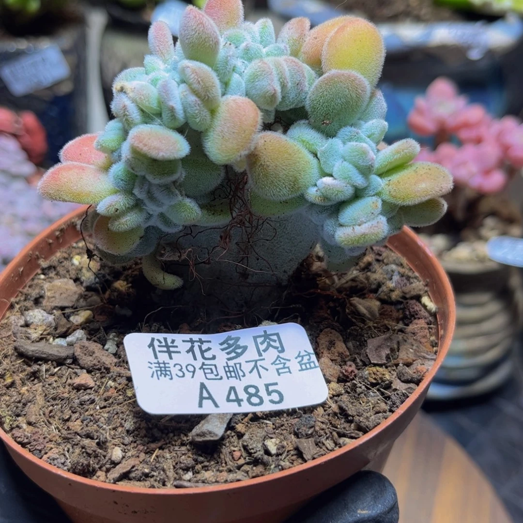 485雪晃星缀化8厘米多肉