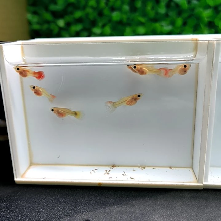 孔雀鱼红头玻璃猫苗子8条。