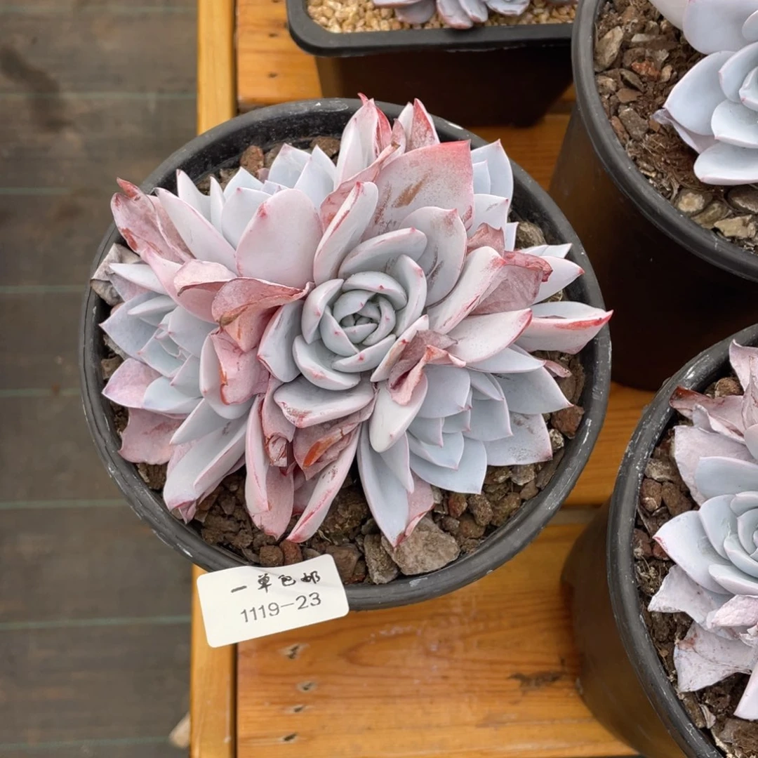 1119-23-白莲。，。，，，，