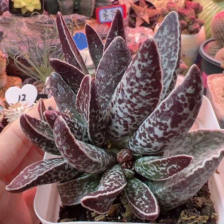 海*可以的吧这不是在