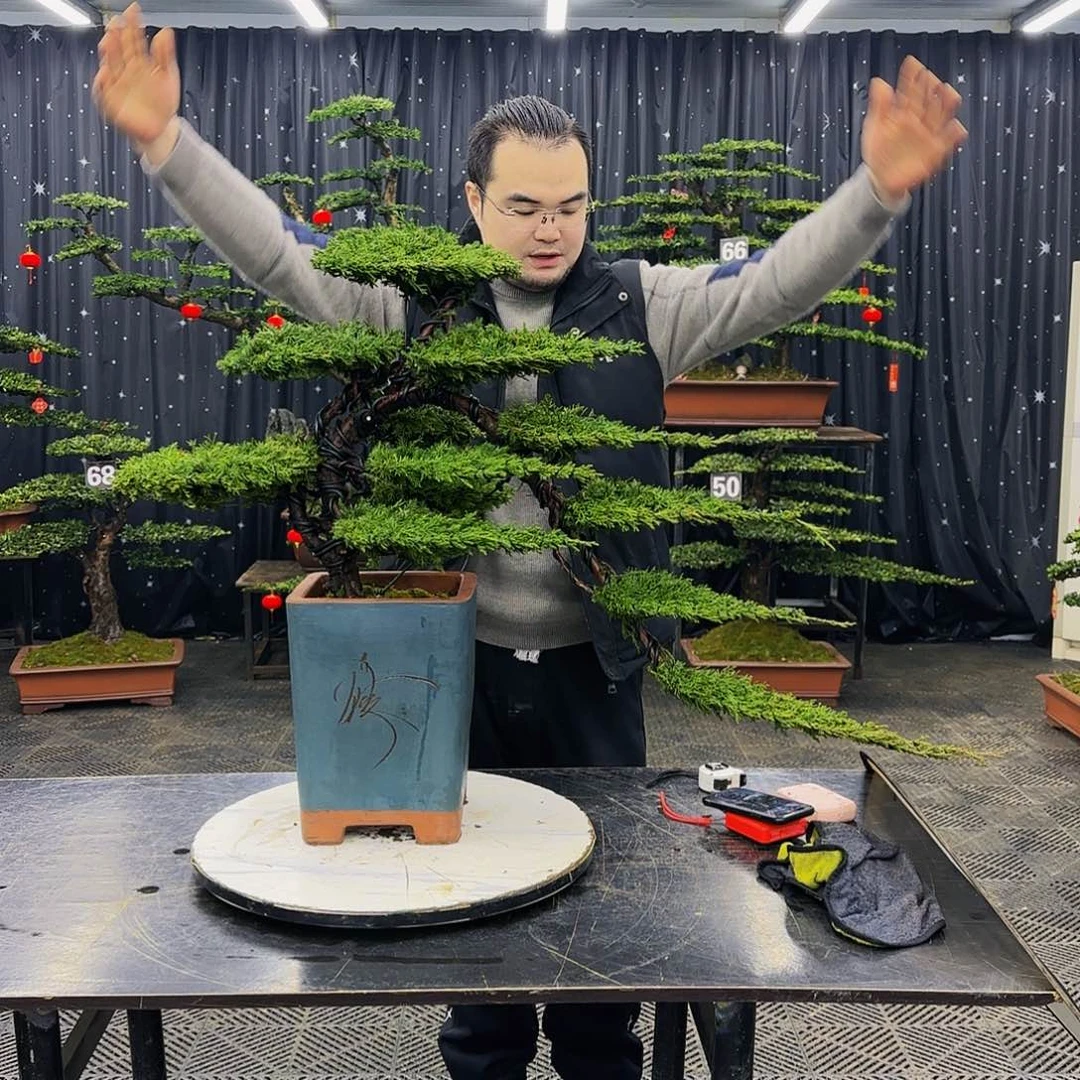 松树柏树造型盆景