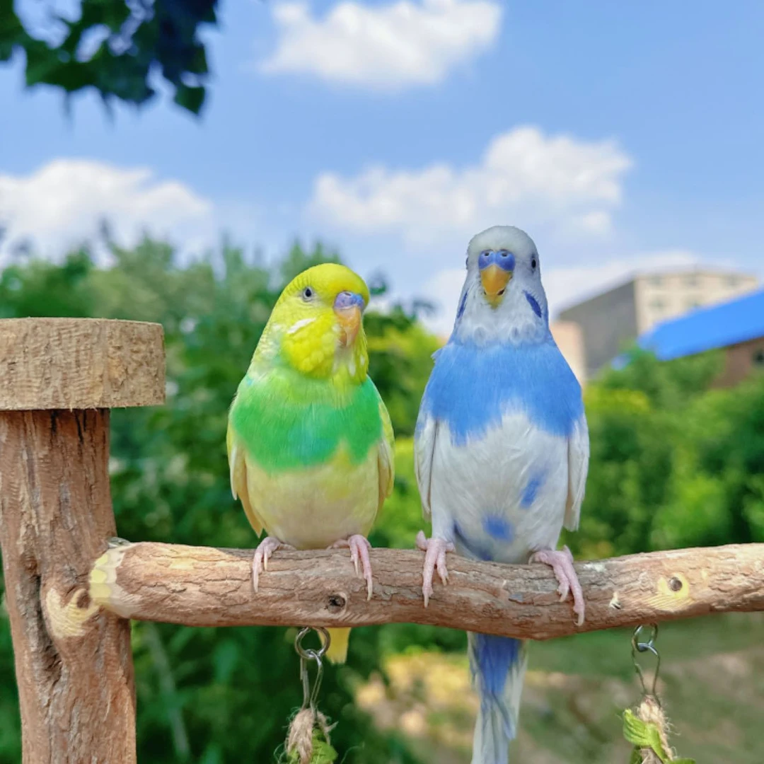 【现选现发不退换】活体鹦鹉一旦发出不允许拒签（雏鸟保48小时）