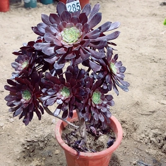 285黑桐老桩法师