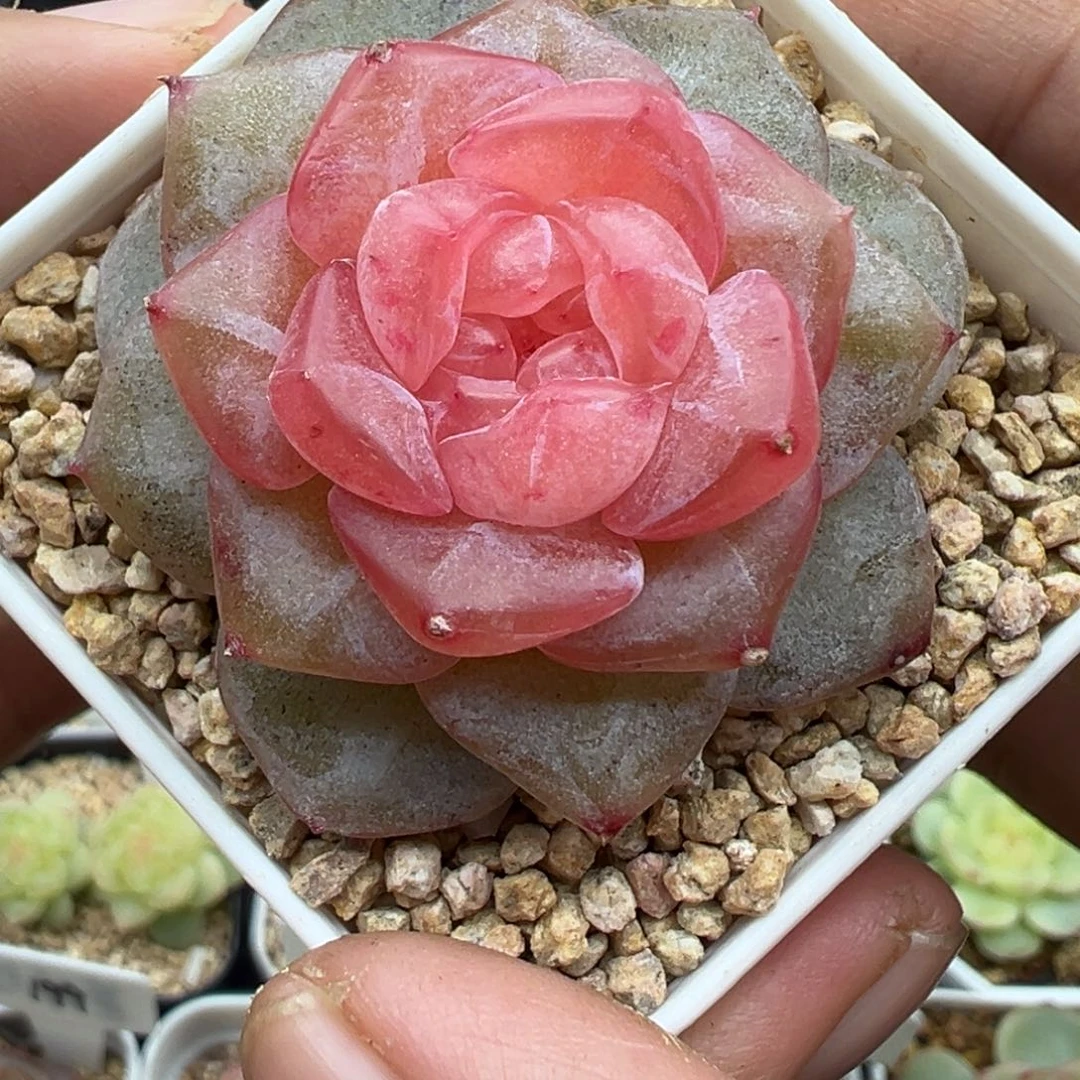 325号朗月晗雨多肉