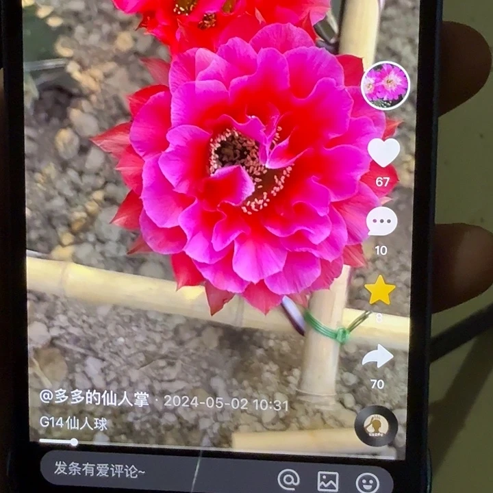 仙人球彩草侧芽歪g14