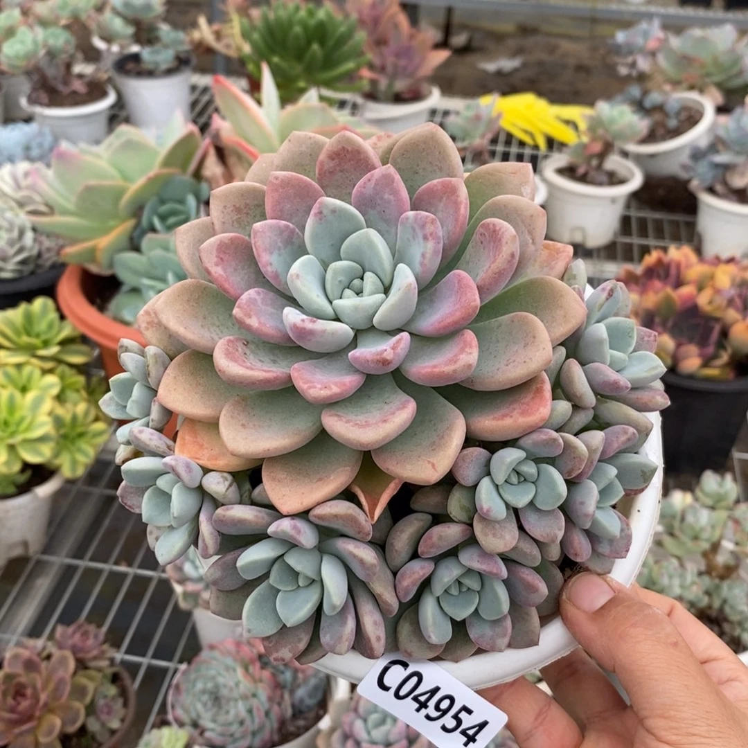 4954花斑露一物一拍