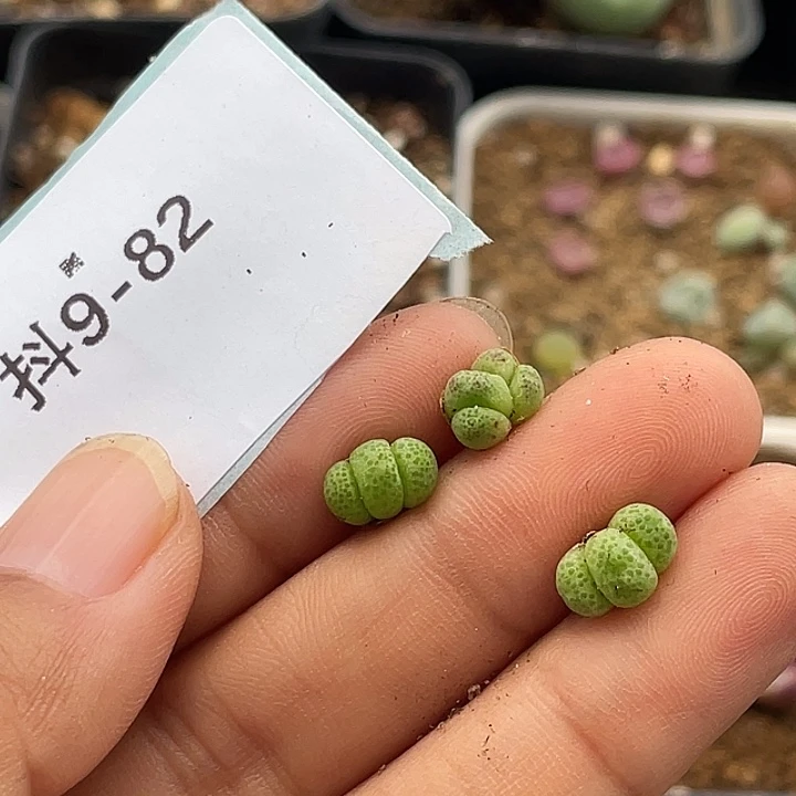 方***余9-82肉锥多肉植物