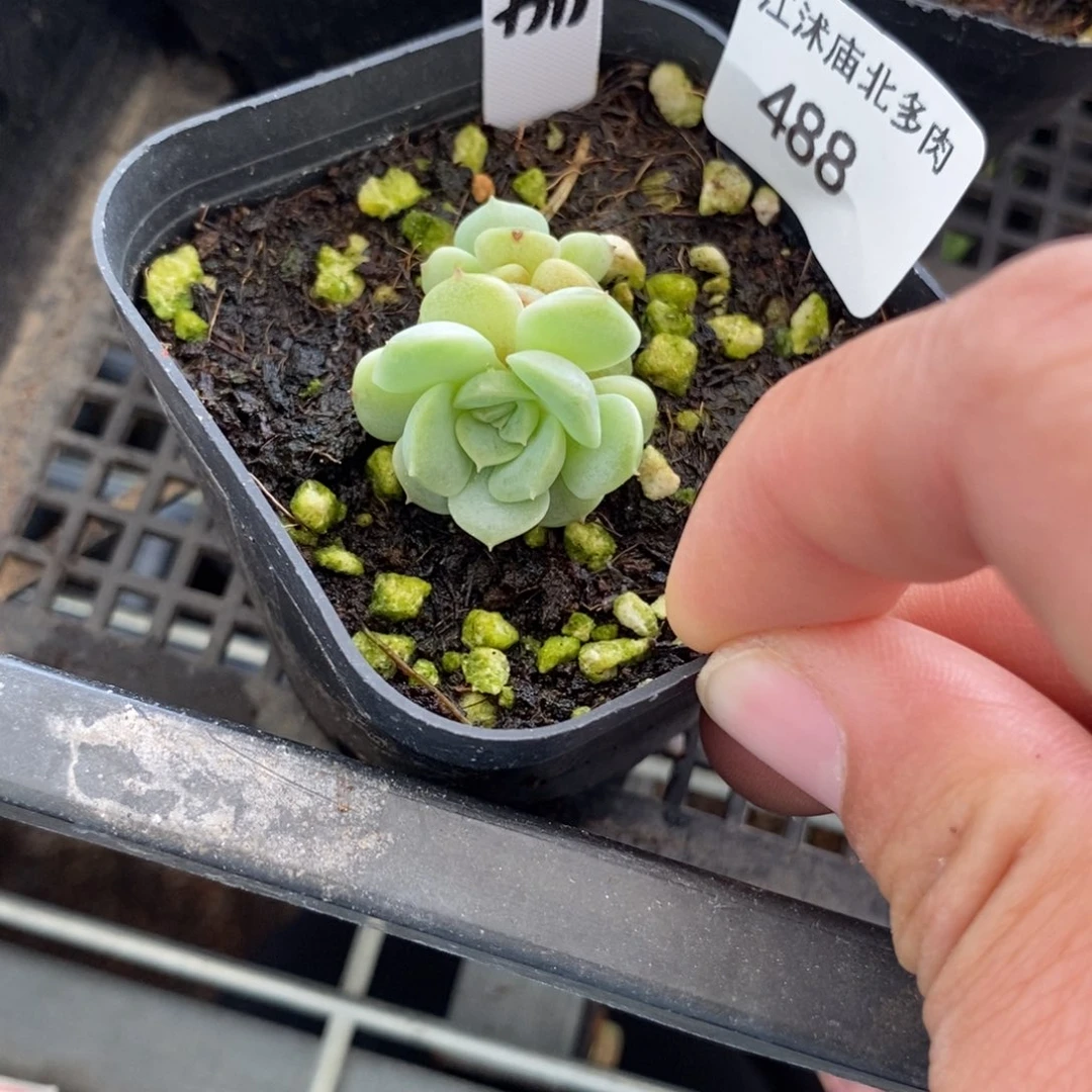 标签488荔枝一个多肉