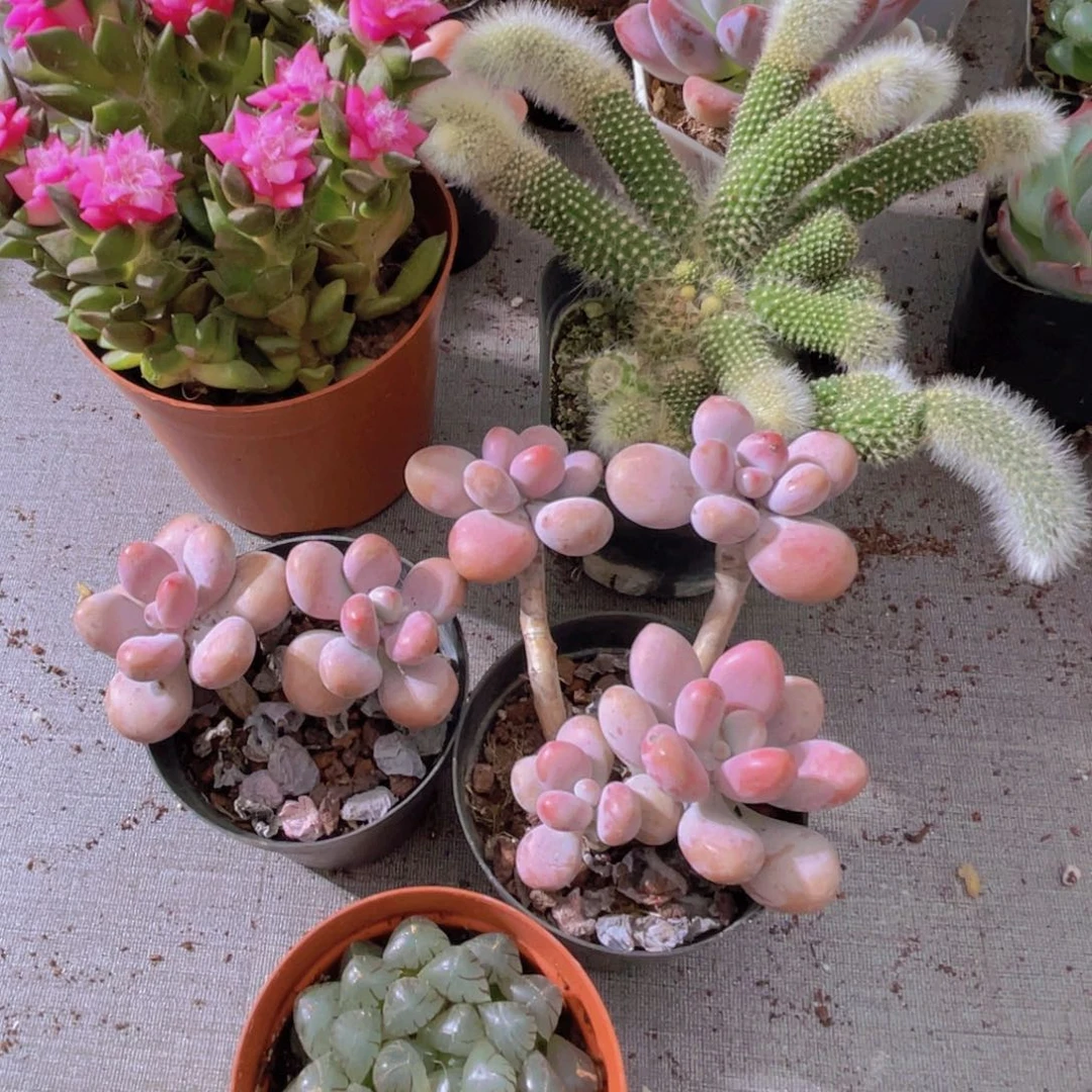 奔****辫吹雪 爆盆九尾狐 桃蛋两盆。姬雨露