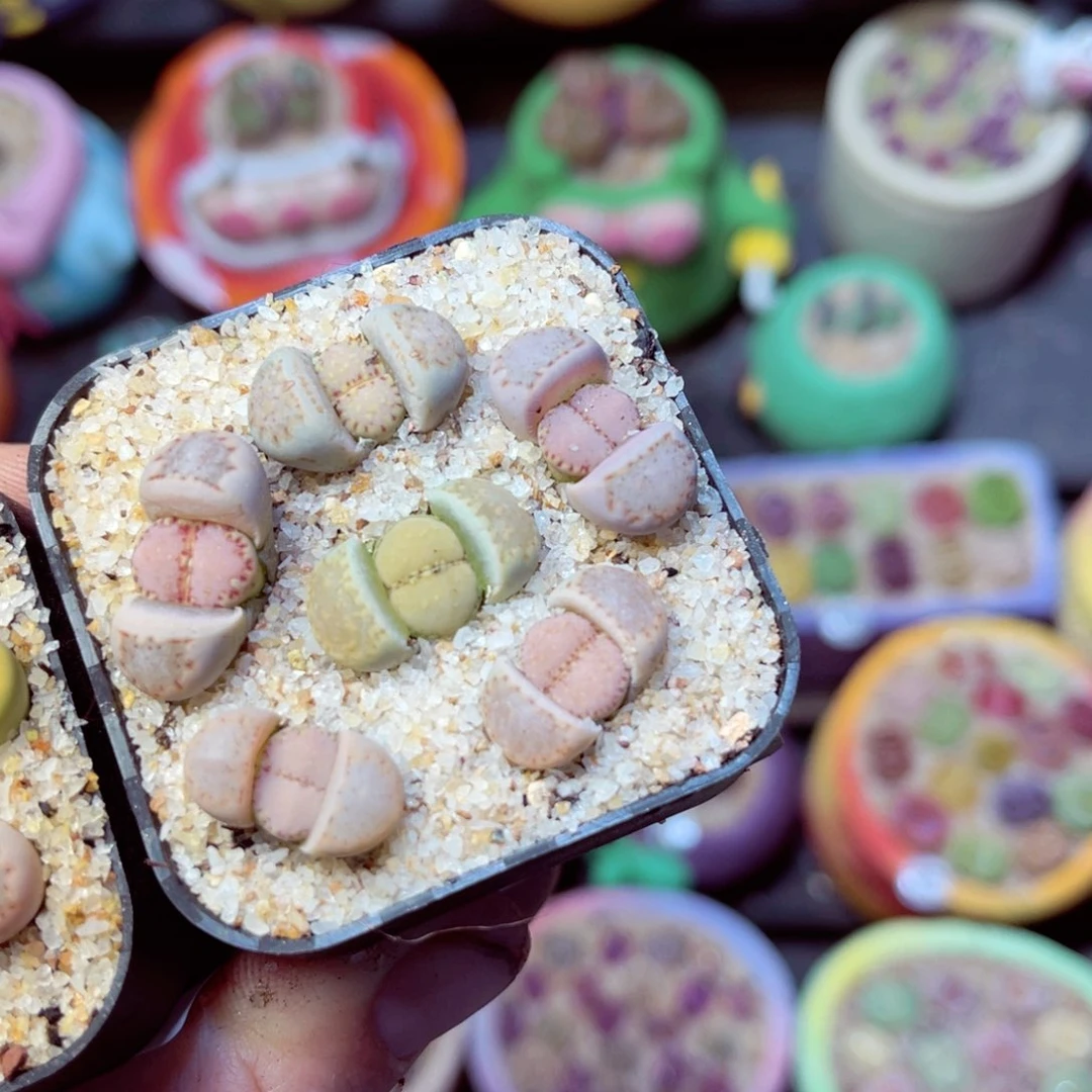 471生石花带盆发