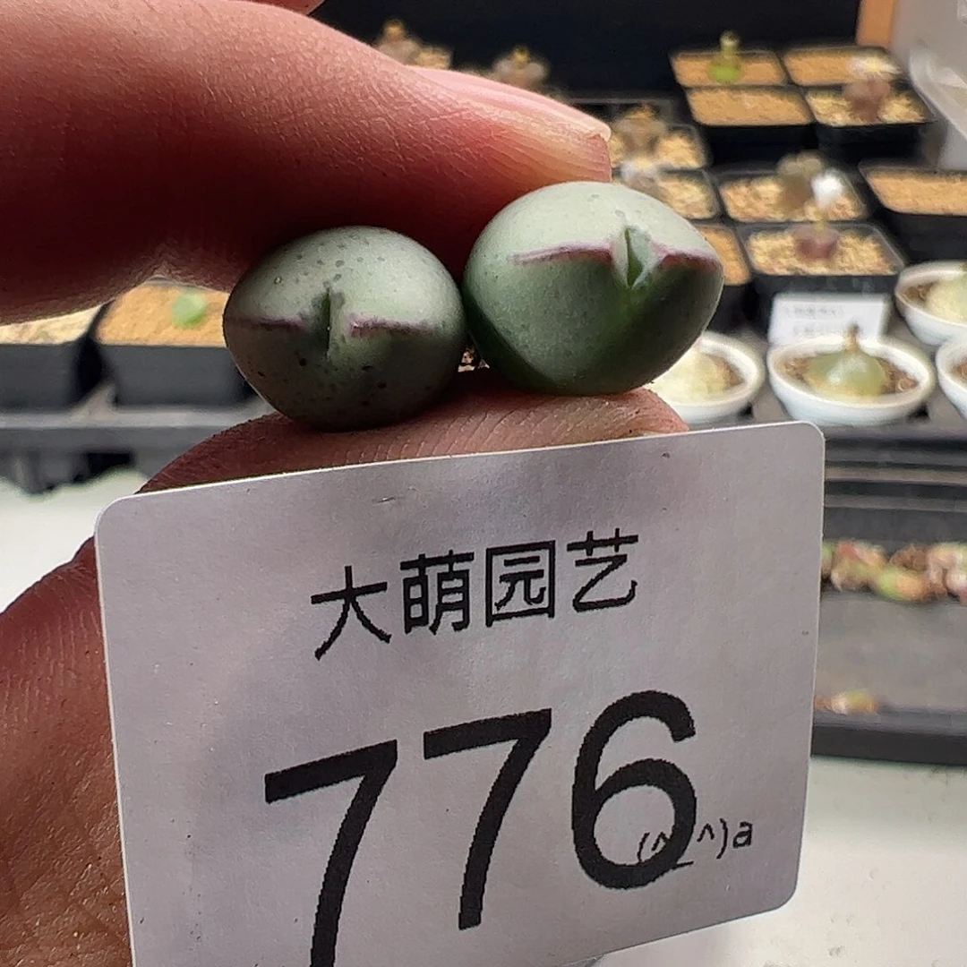 一物一拍正版1414.71大型皮卡丘776