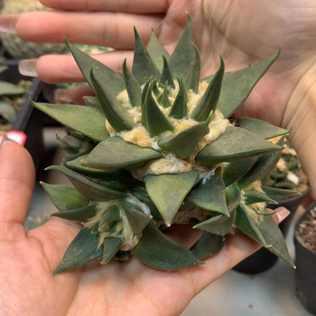 56号 出根芽龙牙岩牡丹群生11.5公分