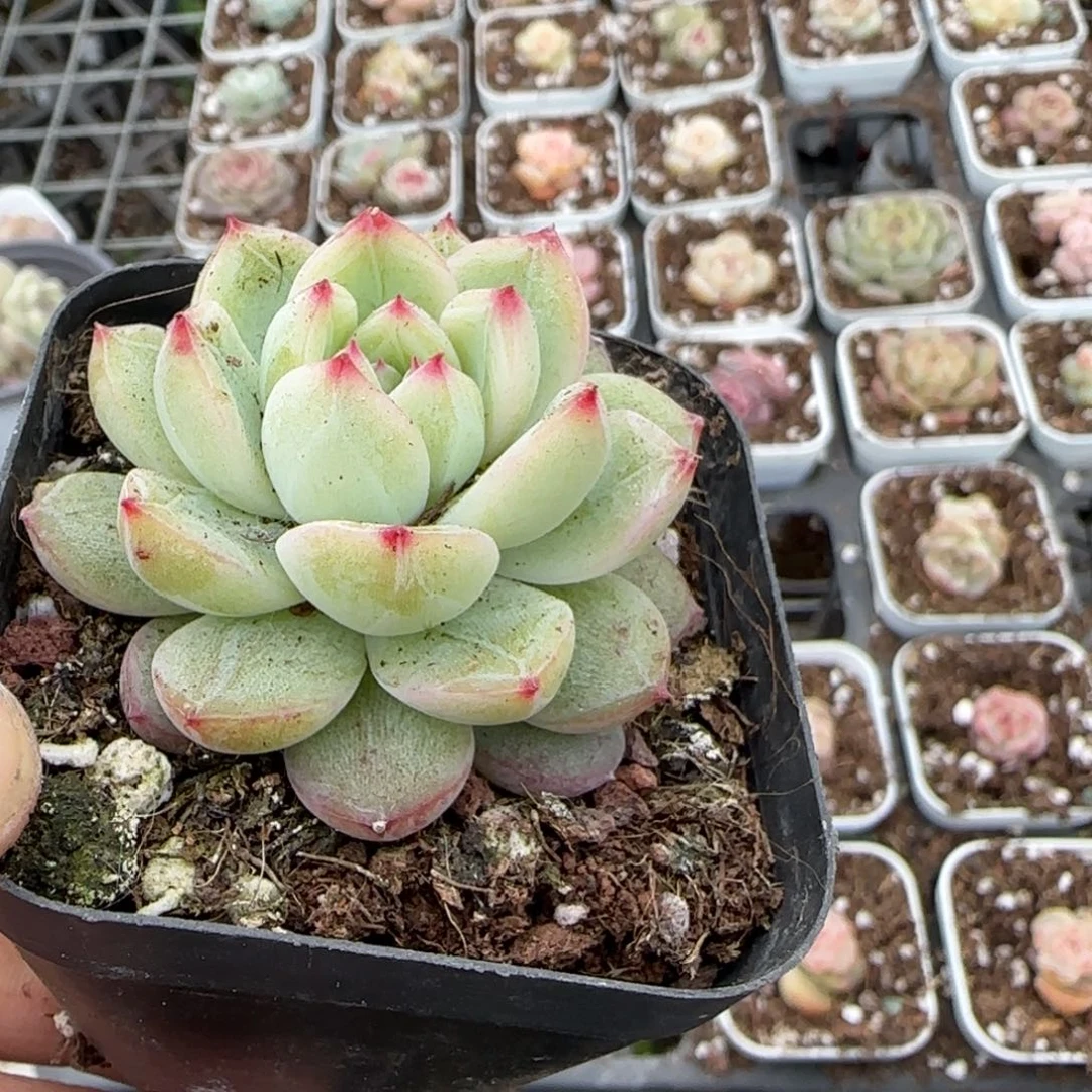 多肉小卡拉米糖心一物一拍