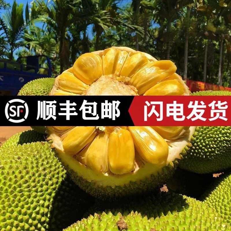 【顺丰包邮】海南三亚菠萝蜜黄肉干苞一整个新鲜热带水果10-45斤