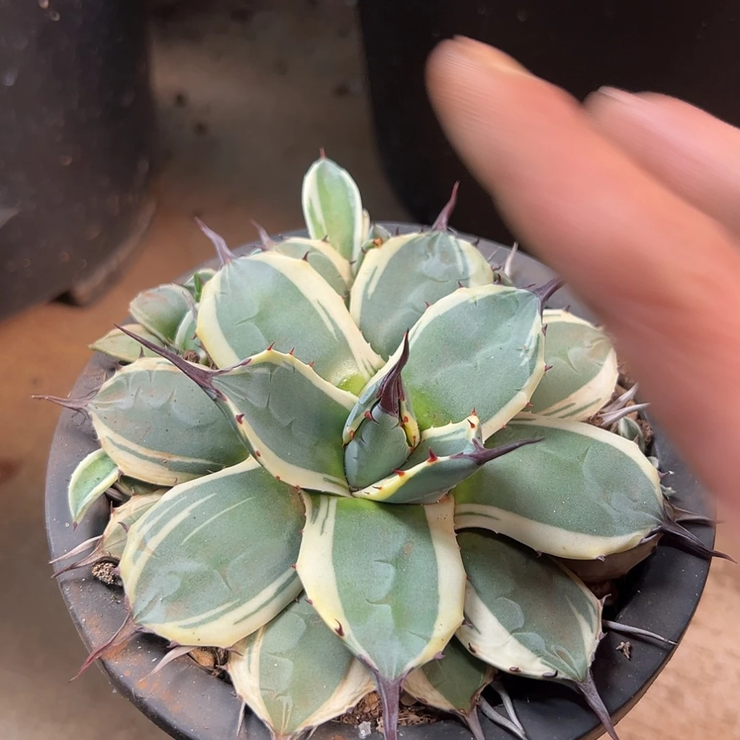 无花朵多肉植物吉祥天锦