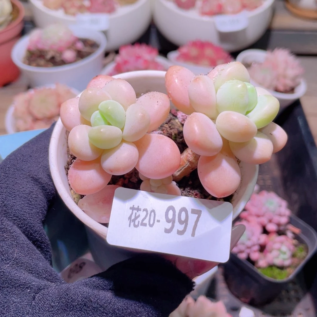 花利美20-997洛神