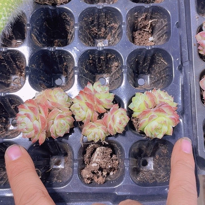 玫瑰仙子群【满10颗包邮】