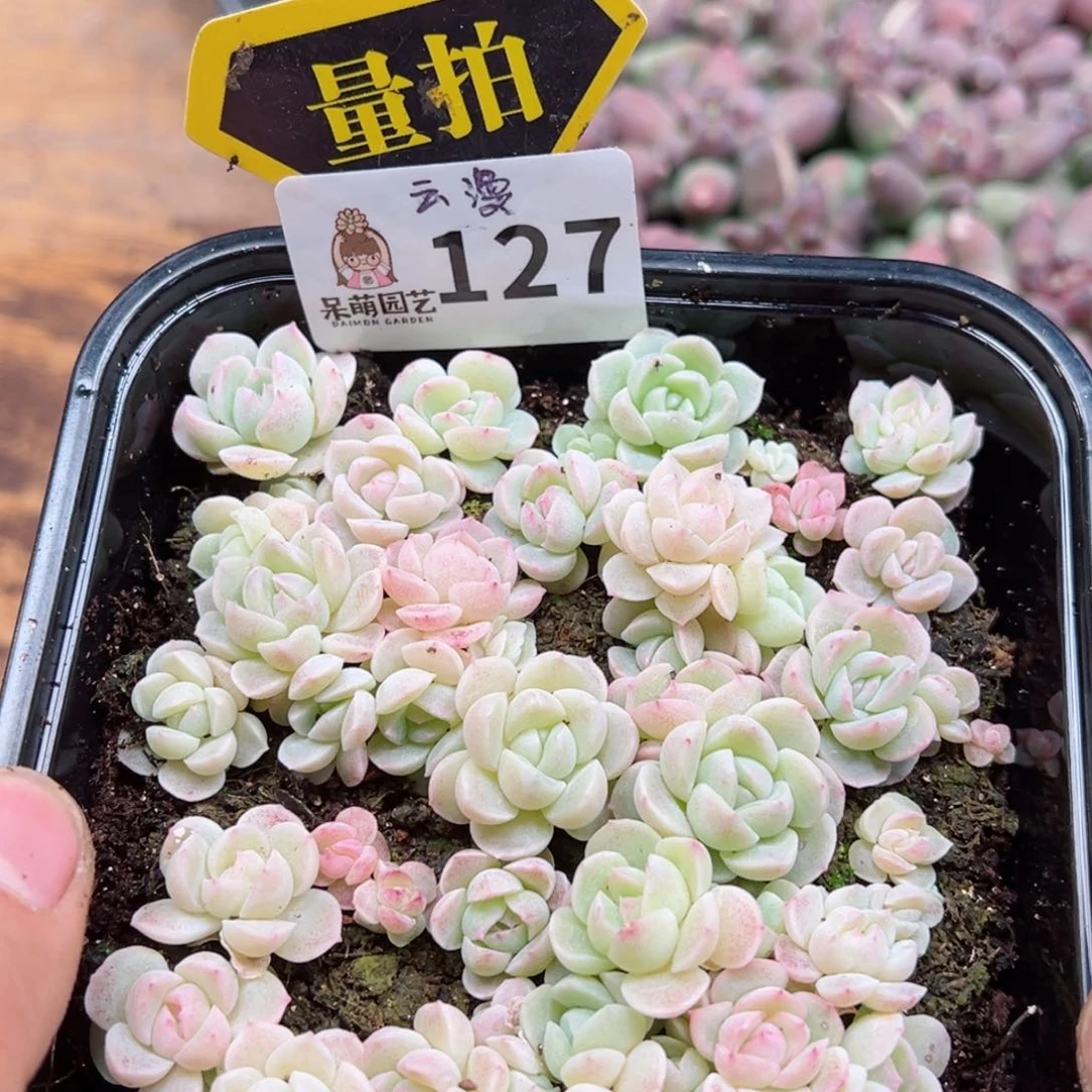 多肉植物多肉植物