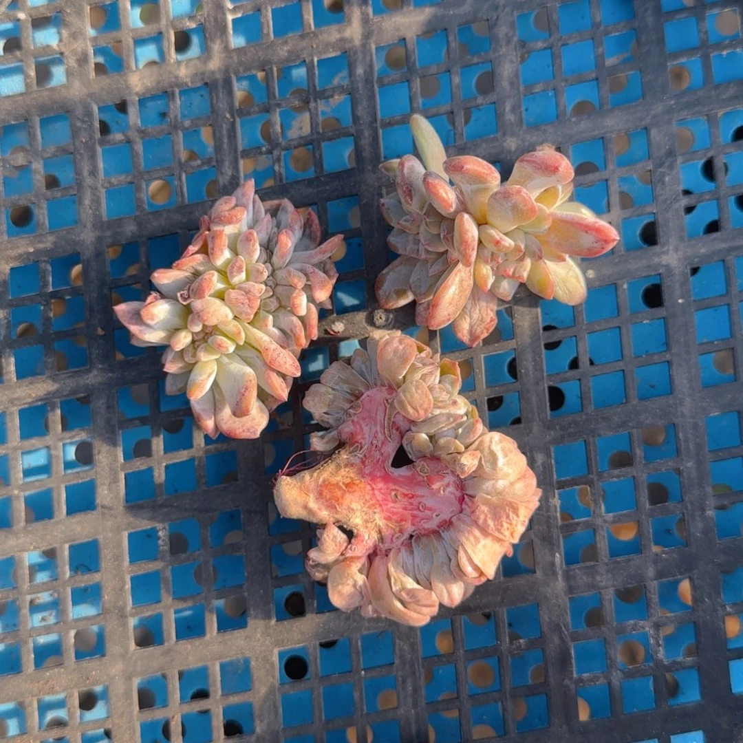 星影瑕疵缀3颗1111