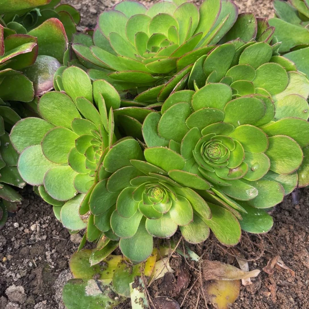 万圣节多肉植物捧花的
