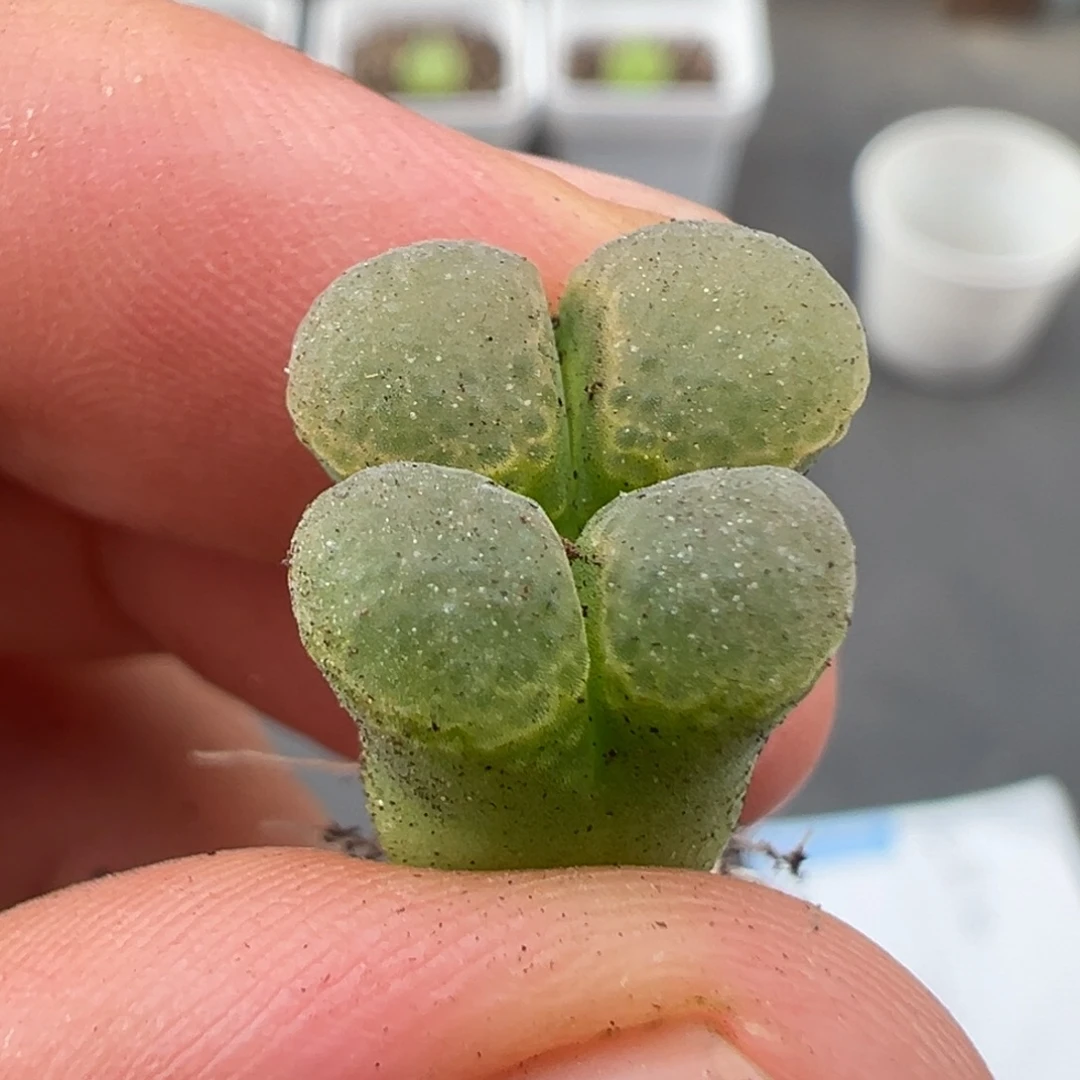 伏***。8.3好看的多肉脱土发货