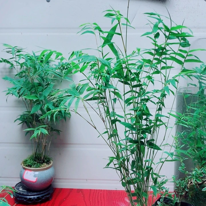 当前无花栽培后可以开花