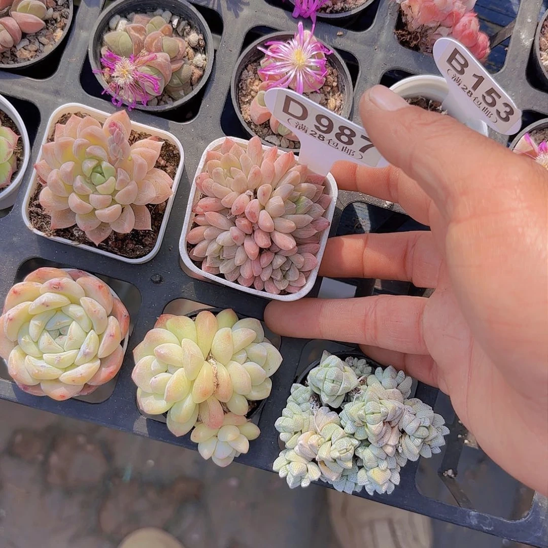 D987虞美人一物一拍