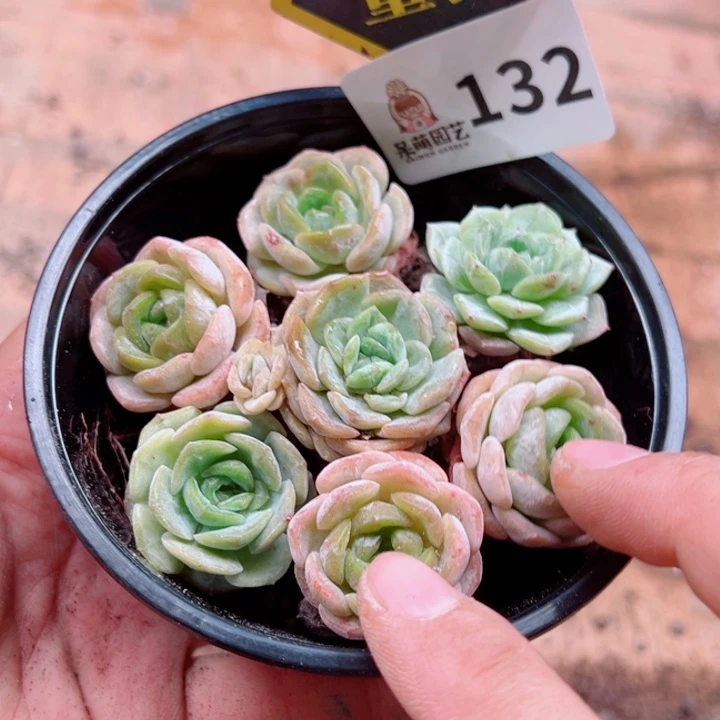 多肉植物多肉植物