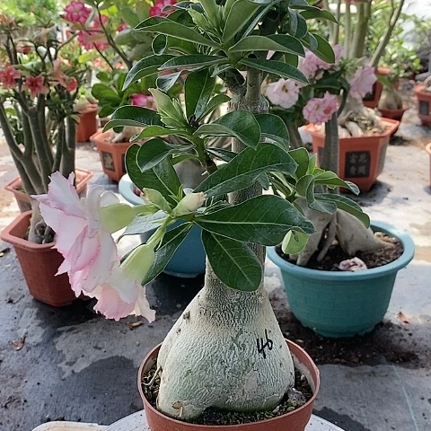 【闪购商品】无花朵小*子绿植