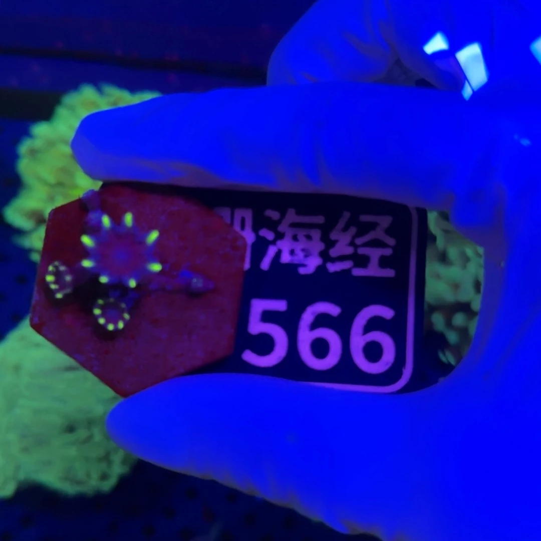 王***）纽扣珊瑚又又不包邮大手星花D566