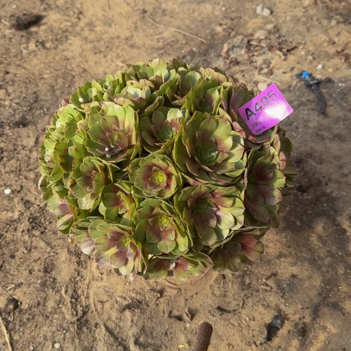 法师不包损多肉万拉丝405