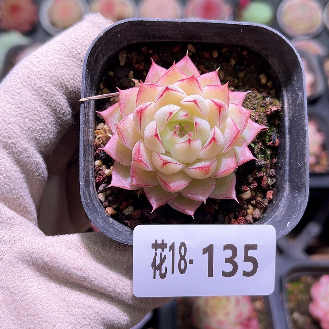 花利美18-135女王玫瑰