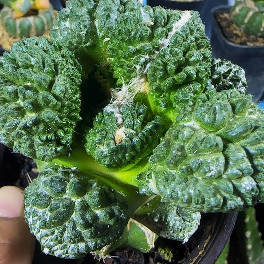 大尤哥斯拉一119。