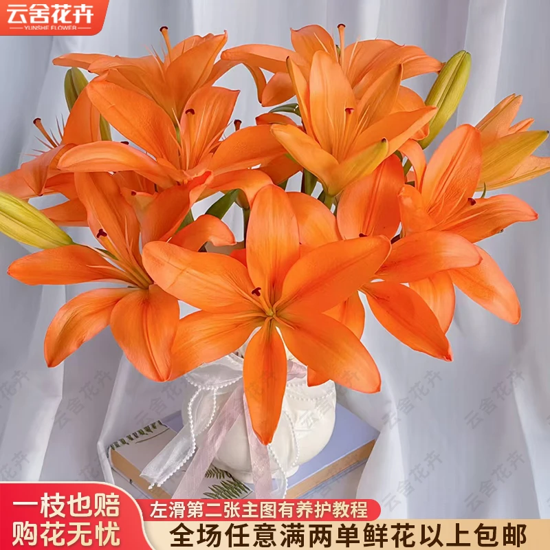 云舍花卉橙色梦想亚百合小花苞云南昆明鲜花基地直发水培鲜切花