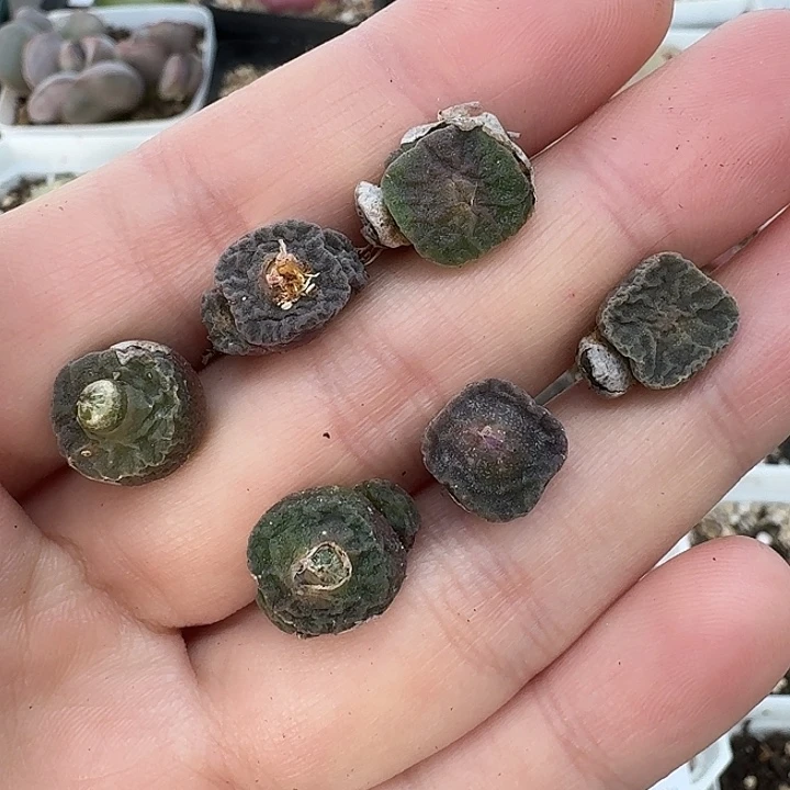 老马生石花方烧2128