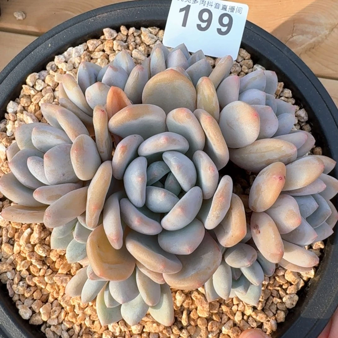 香橙         多肉植物