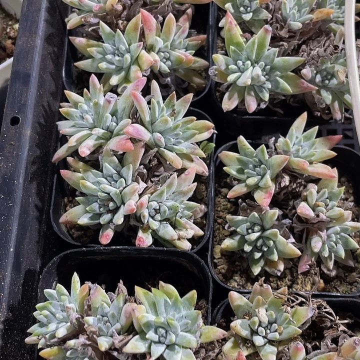 白菊2.8带盆土发货