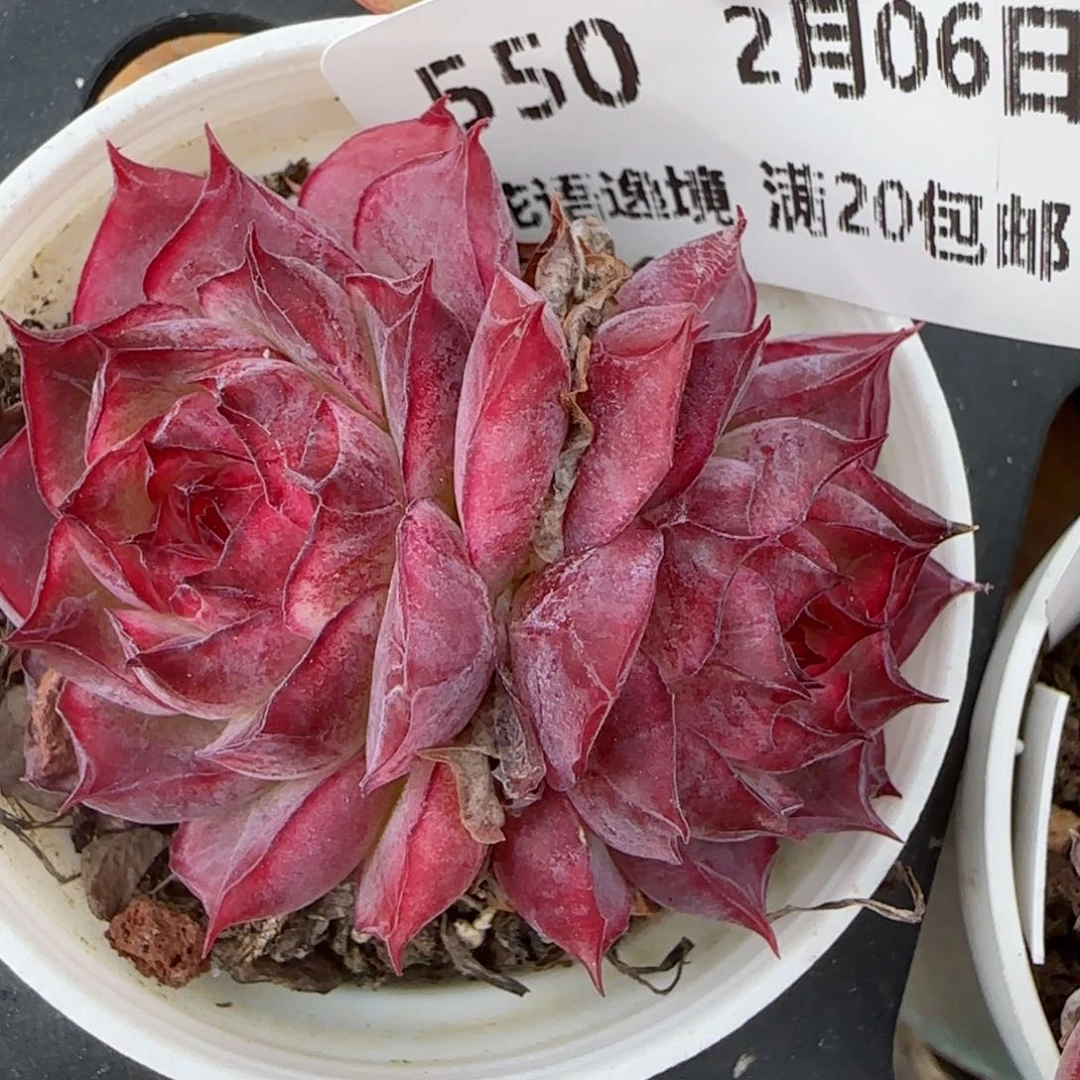 花语逸镜0206-550