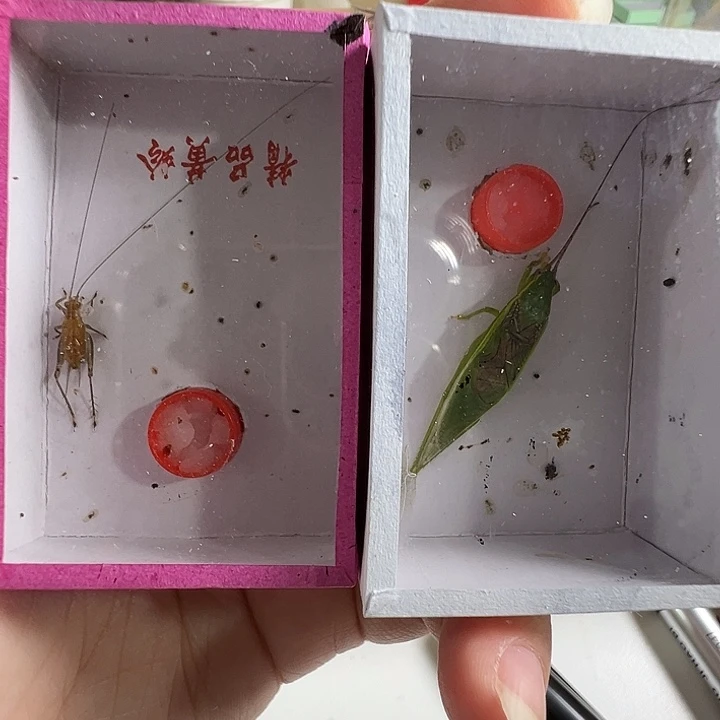 短须套餐野采一只大黄龄一只金中