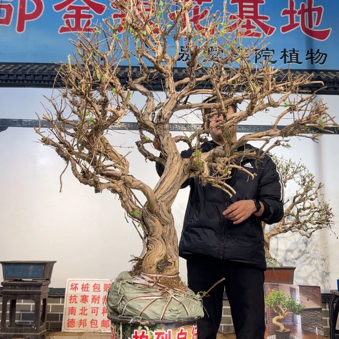 无花朵金银花开花655852222558