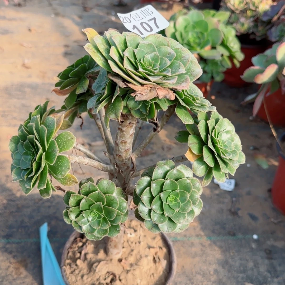 绿豆107满20包邮断枝不包