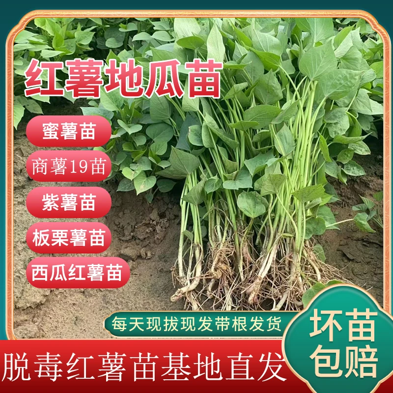 红薯苗蜜薯苗地瓜苗哈密苗秧薯苗商薯板栗薯苗山芋苗西瓜红薯苗