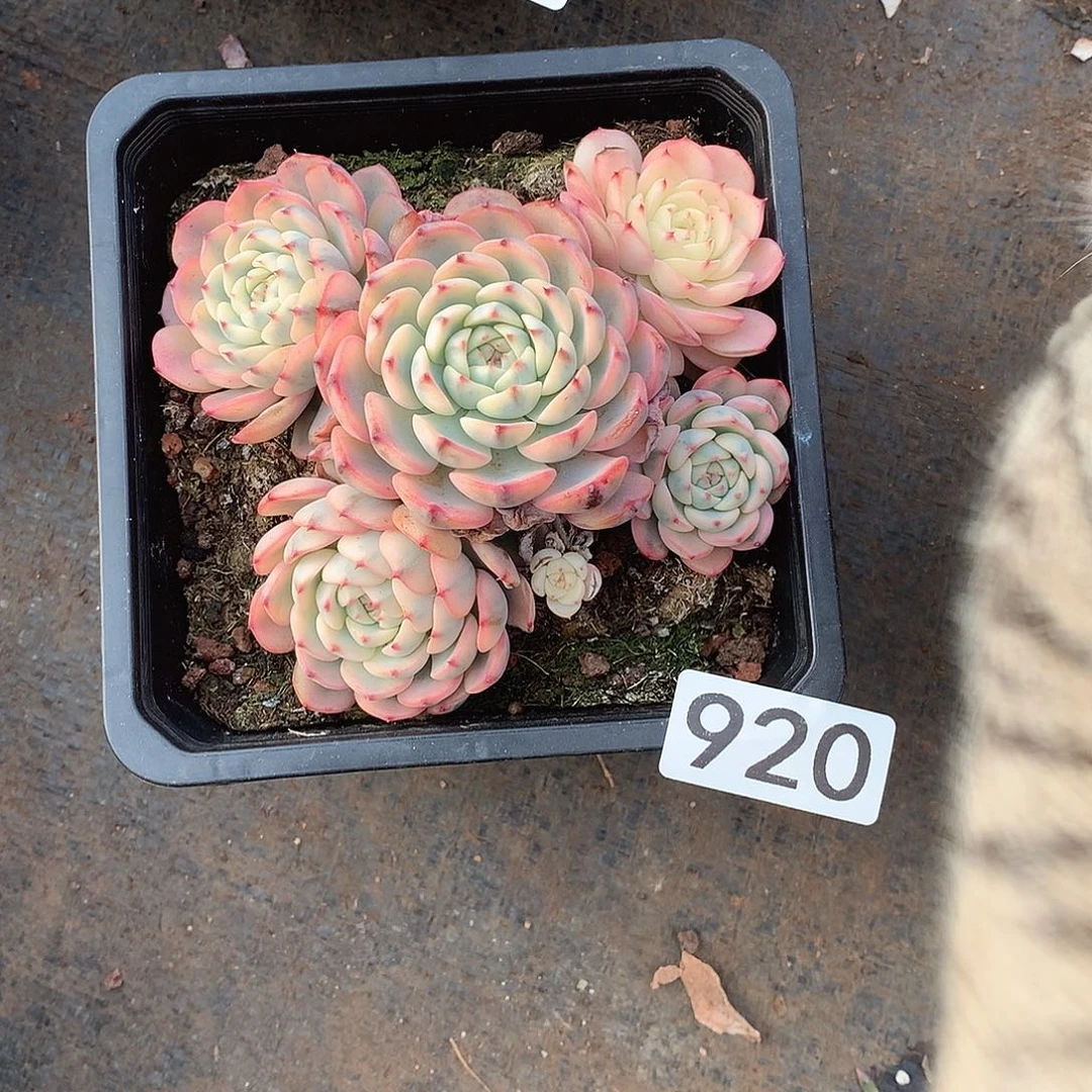 920 一物一拍多肉