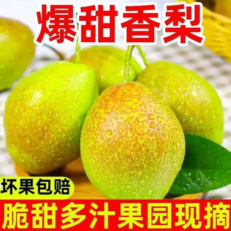 【净重4.5斤】正宗特甜香梨冰淇淋梨香甜头茬现摘现发应季水果
