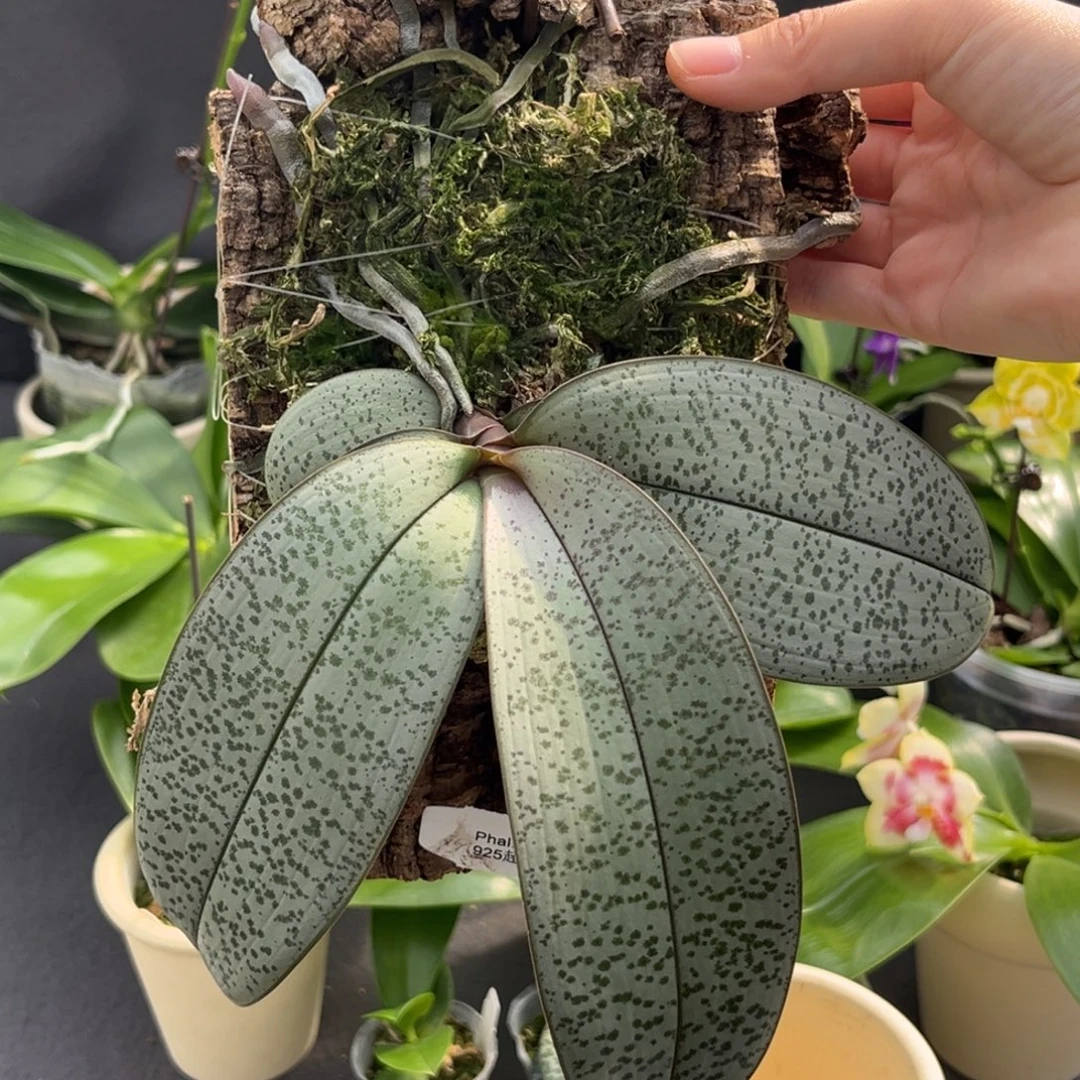 无花朵板值925超银西苗