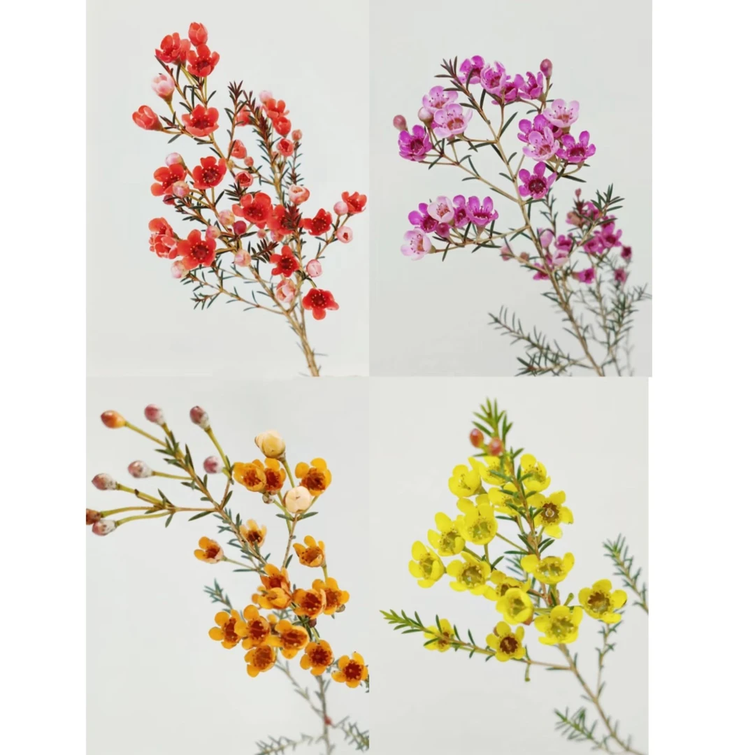 勺子-澳洲腊梅（发京东 温度0下进橱窗拍保温棉  请阅读商品详情）