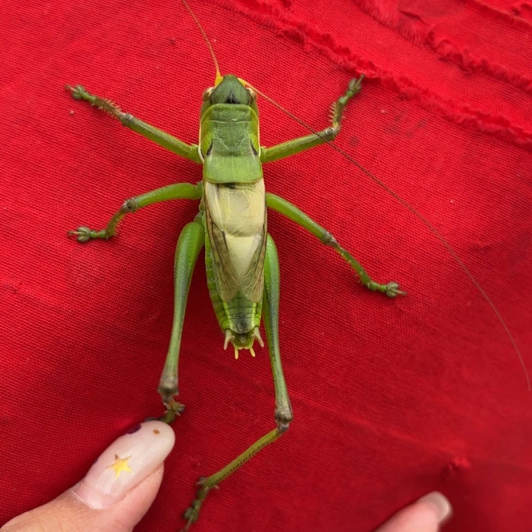 奖***蝈蝈蝈蝈福福价格