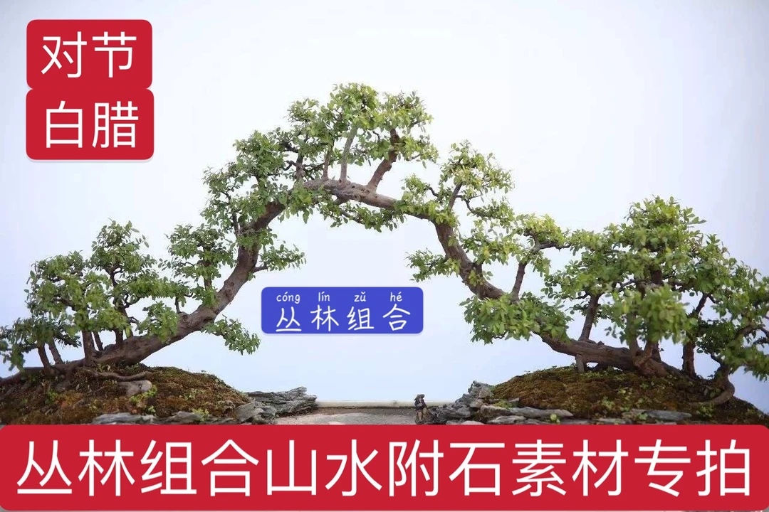 湖北京山对节白蜡盆景素材黄杨树火棘白蜡树绿植黄杨盆景盆栽