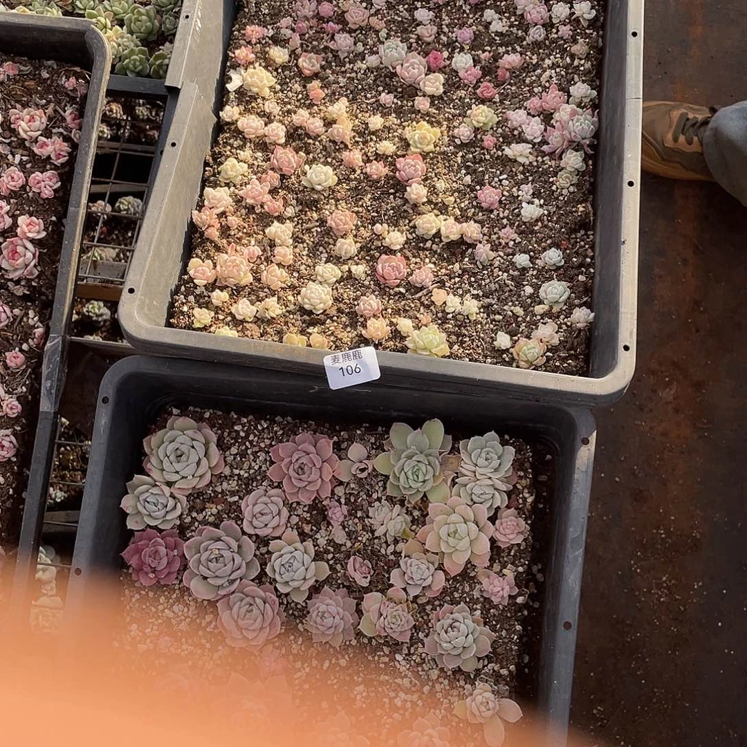 ****࿐106。 切盒 发货。